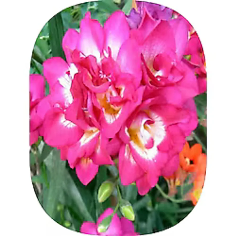 1 Adet Pembe Frezya Soğanı Katmerli