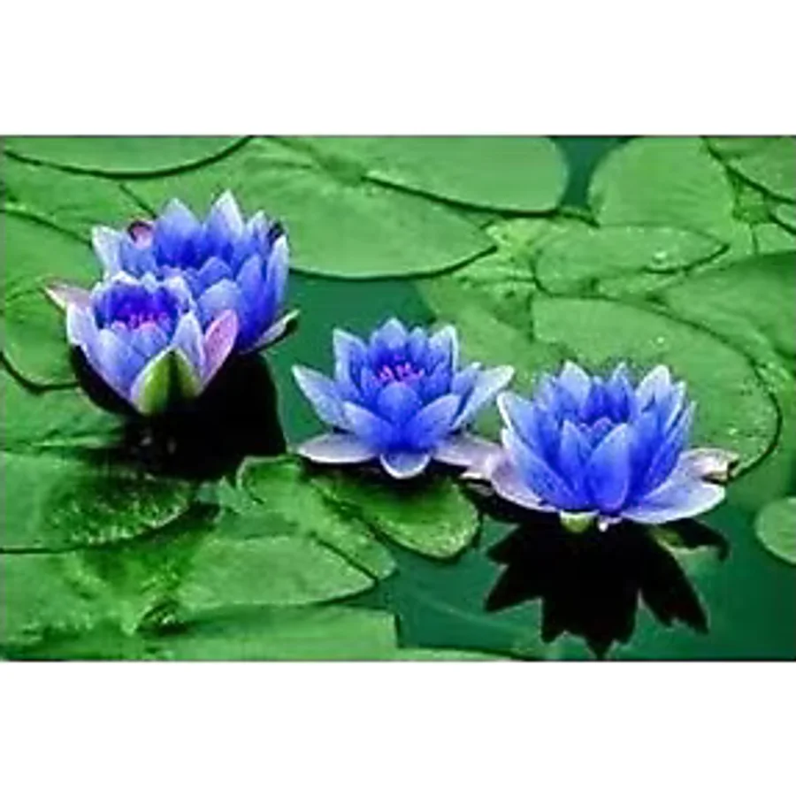 10 Adet Tohum Nadir Bulunan Mavi Lotus Cicegi Tohumu Lotus Su Cicegi Tohumu Nilufer Cicegi Tohumu