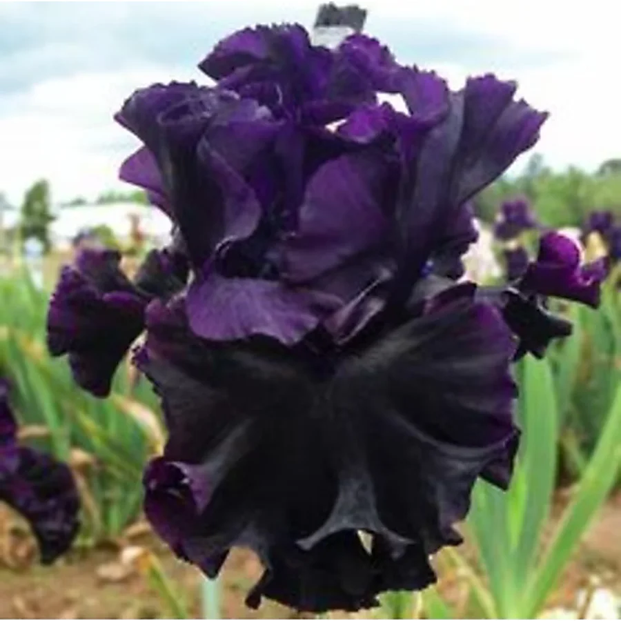 2 Adet Black Iris Süsen Germenica Çiçek Soğanı