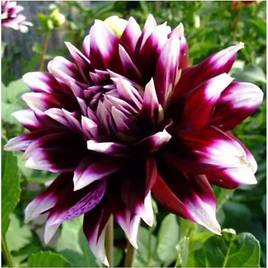 2 Adet Ithal Yıldız Çiçeği Soğanı (dahlia)