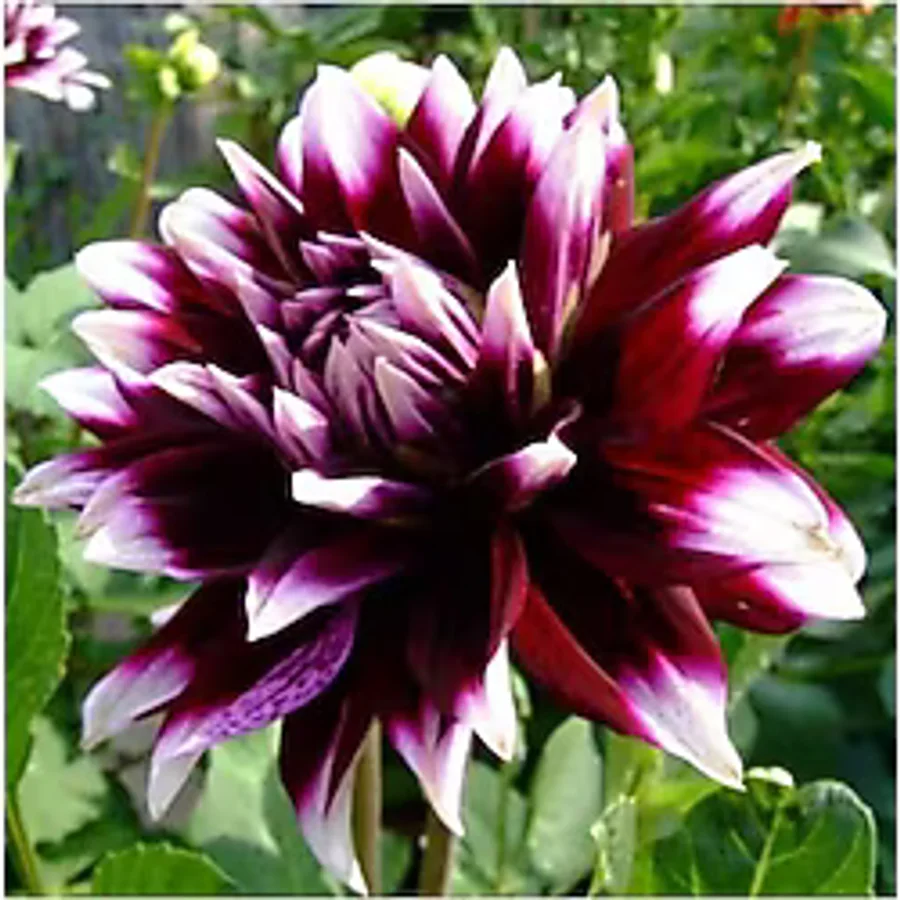 2 Adet Ithal Yıldız Çiçeği Soğanı (dahlia)