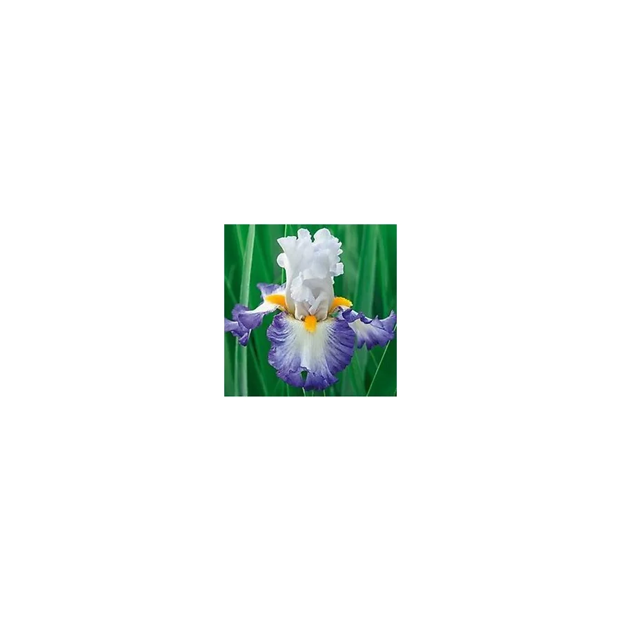 2 Adet Mavi Kanat Iris Germenica Çiçek Soğanı - ADAFDN0226
