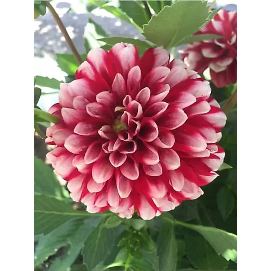2 Adet Öel Renkli Yıldız Çiçeği Soğanı (dahlia)