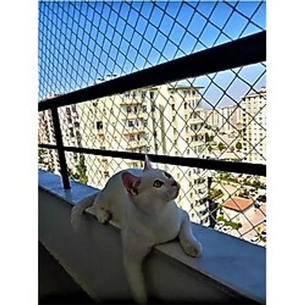 2 X 1 Metre Kedi Koruma Filesi Balkon Filesi 2 Mm Kedi Güvenlik Filesi Bebek Güvenlk Filesi