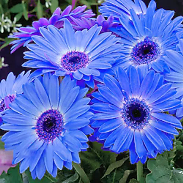 25 Adet Mavi Gerbera Çiçeği Tohum +10 Adet Lale Tohumu