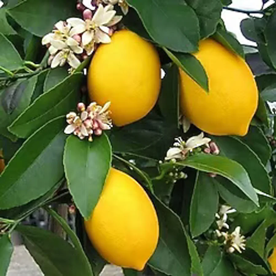 3 Yaş Aşılı 2 Adet Yediveren Bodur Mayer Limon Fidanı