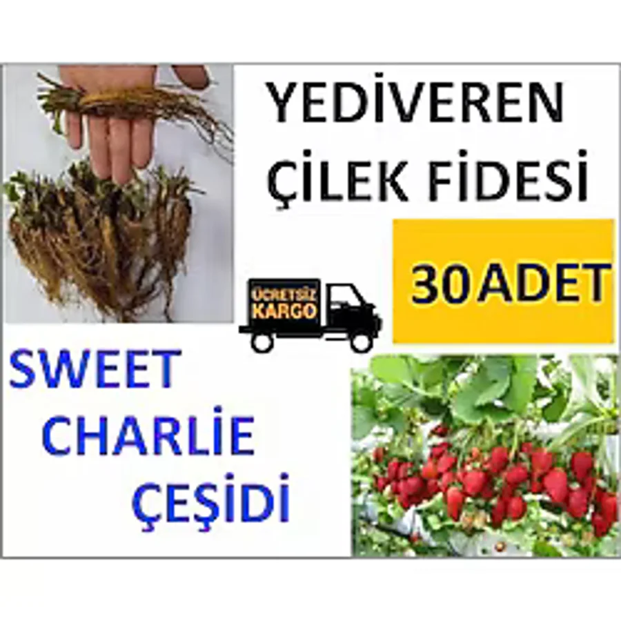 30 Adet Çilek Fidesi Yediveren Swett Çarli 12 Ay Dikim
