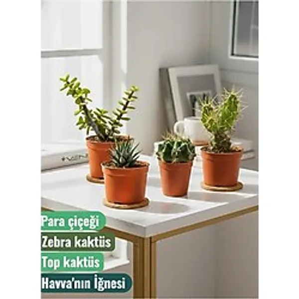 4 Adet Canlı Kaktüs - Para Çiçeği- Zebra Kaktüs - Top Kaktüs- Havva'nın İğnesi