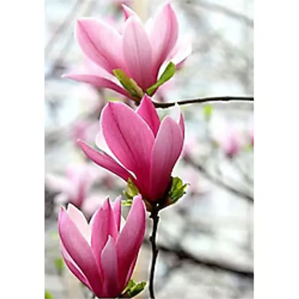 4 Adet Şeker Pembe Çiğdem Çiçek Soğanı