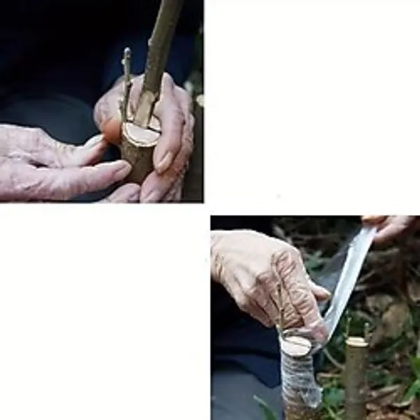 5 cm Aşı Streçi 200 Metre - Profesyonel Fidan ve Ağaç Aşı Bandı (Yüksek Esnek) - 1