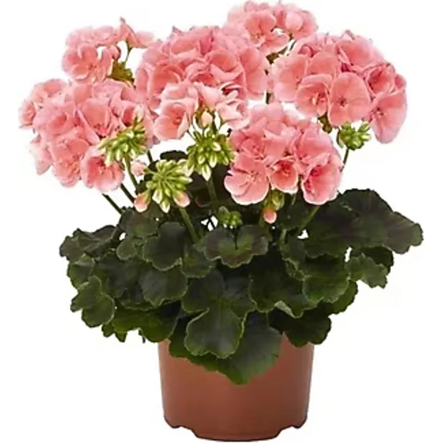 Açık Pembe Sardunya Çiçeği Fidesi 10-20 cm