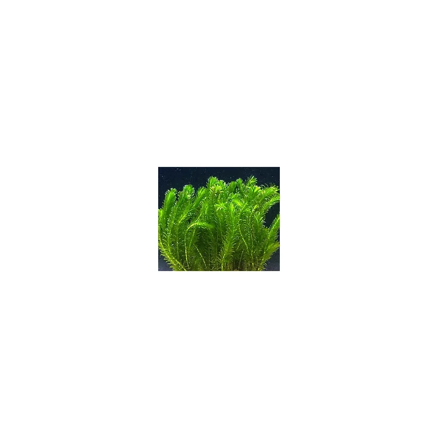 Ada Akvaryum Bitkisi Elodea Densa 5 Dal 20-25 CM