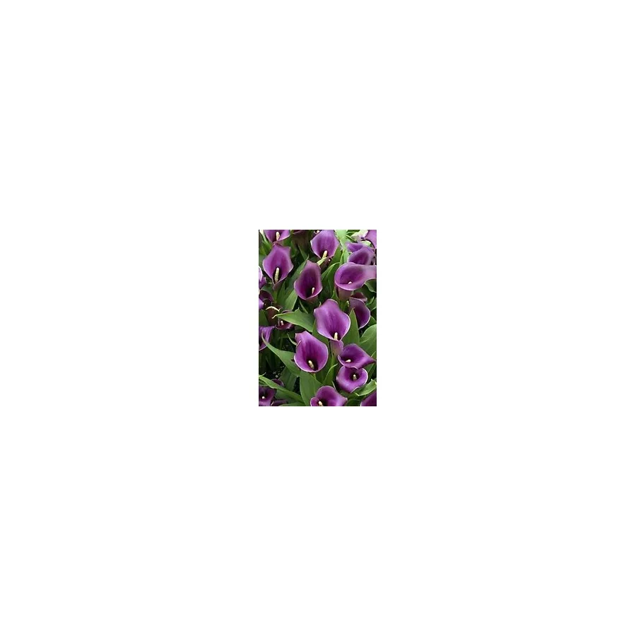 Ada Tarım 2 Adet Purple Renk Gala Çiçek Soğanı