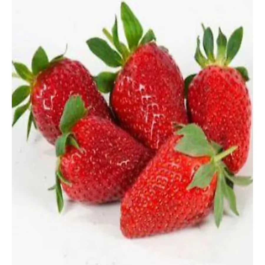 ADA TARIM 60 Adet Camarosa Açık Kök Frigo Tz.yediveren Çilek Fidesi Fidanı