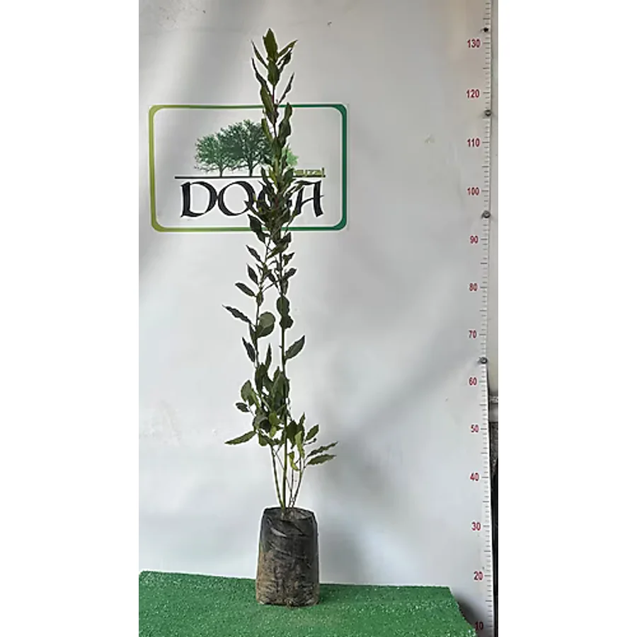 AFYONDOĞAPEYZAJ YOĞUN KOKULU DEFNE ÇALISI 40-60 CM