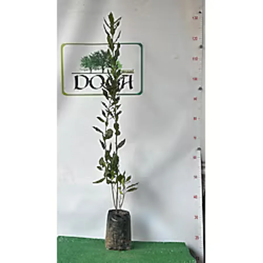 AFYONDOĞAPEYZAJ YOĞUN KOKULU DEFNE ÇALISI 40-60 CM