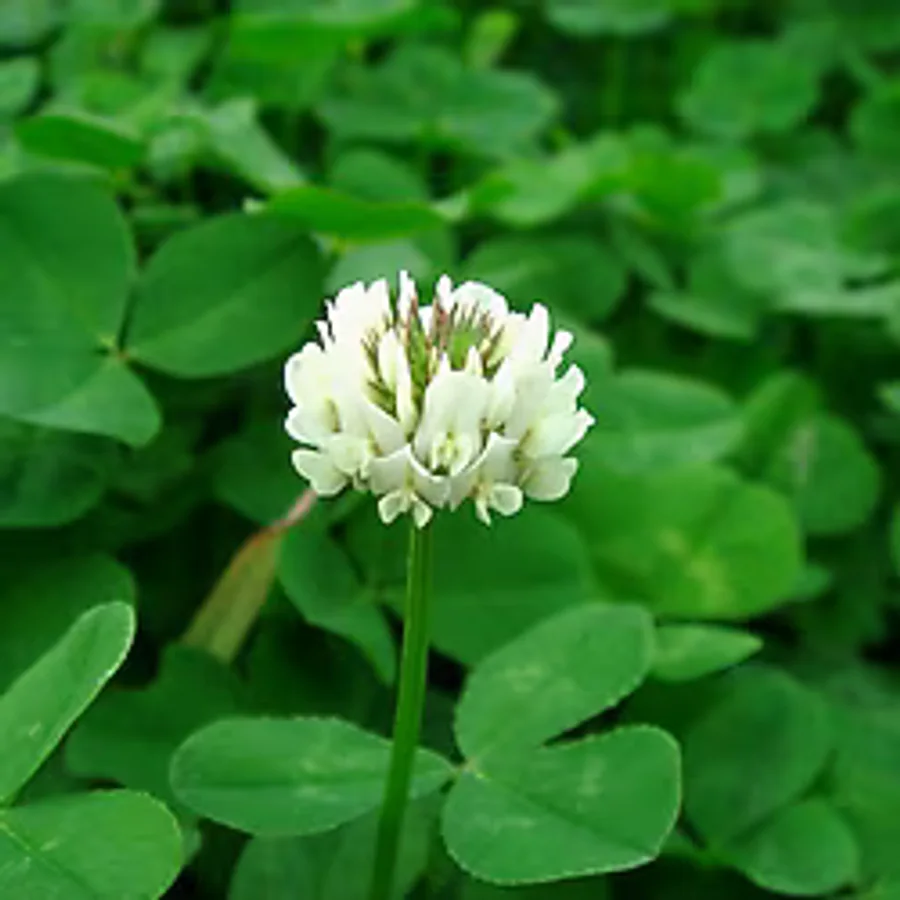 Agrobazaar Ak Üçgül Trifolium Repens Bodur Yonca Tohumu 1 Kg