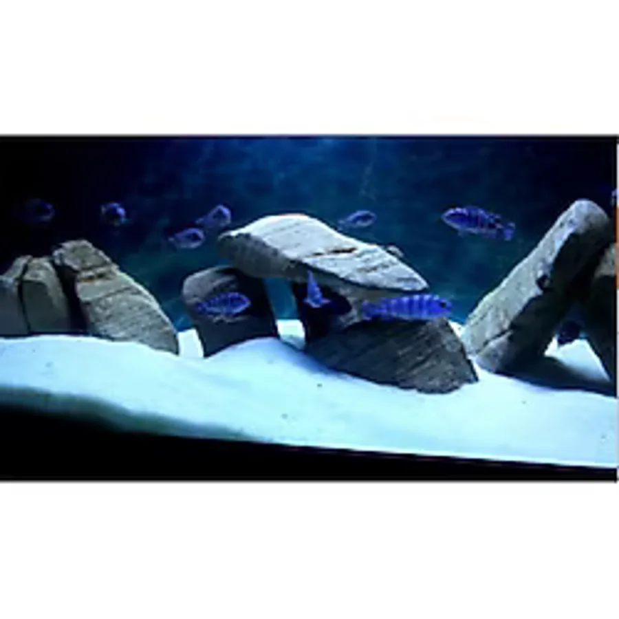 Albino Beyaz Silis Akvaryum Kumu 10 Kg (1-1,2 Mm)