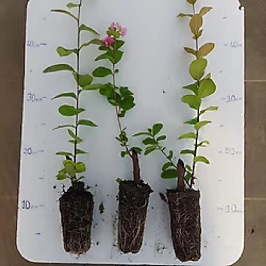 ANADOLUPLANT Pembe Oya Ağacı Fidesi 15-20 cm Lagerstroemia Indica