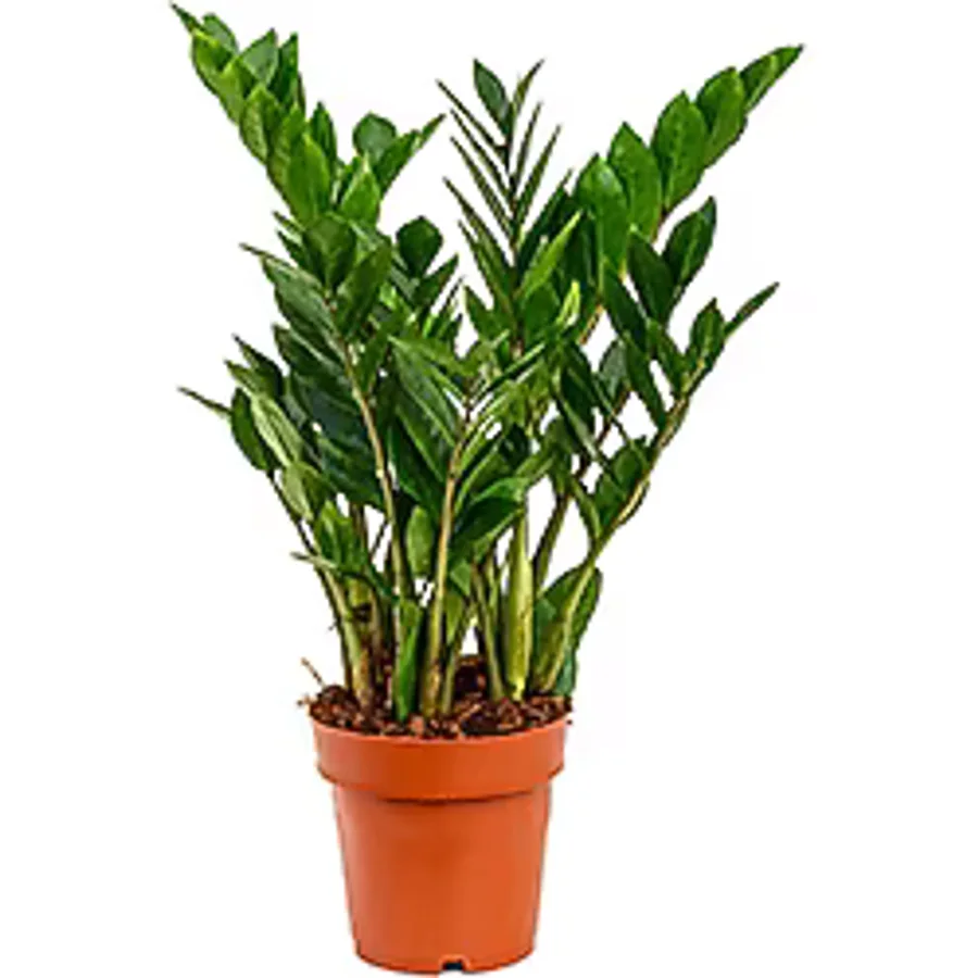 ANEMON ÇİÇEKEVİ Zamia Çiçeği Zeze Çiçeği Zamia Bitkisi Zamioculcas Ev Bitkisi Ofis Bitkisi Salon Bitkisi