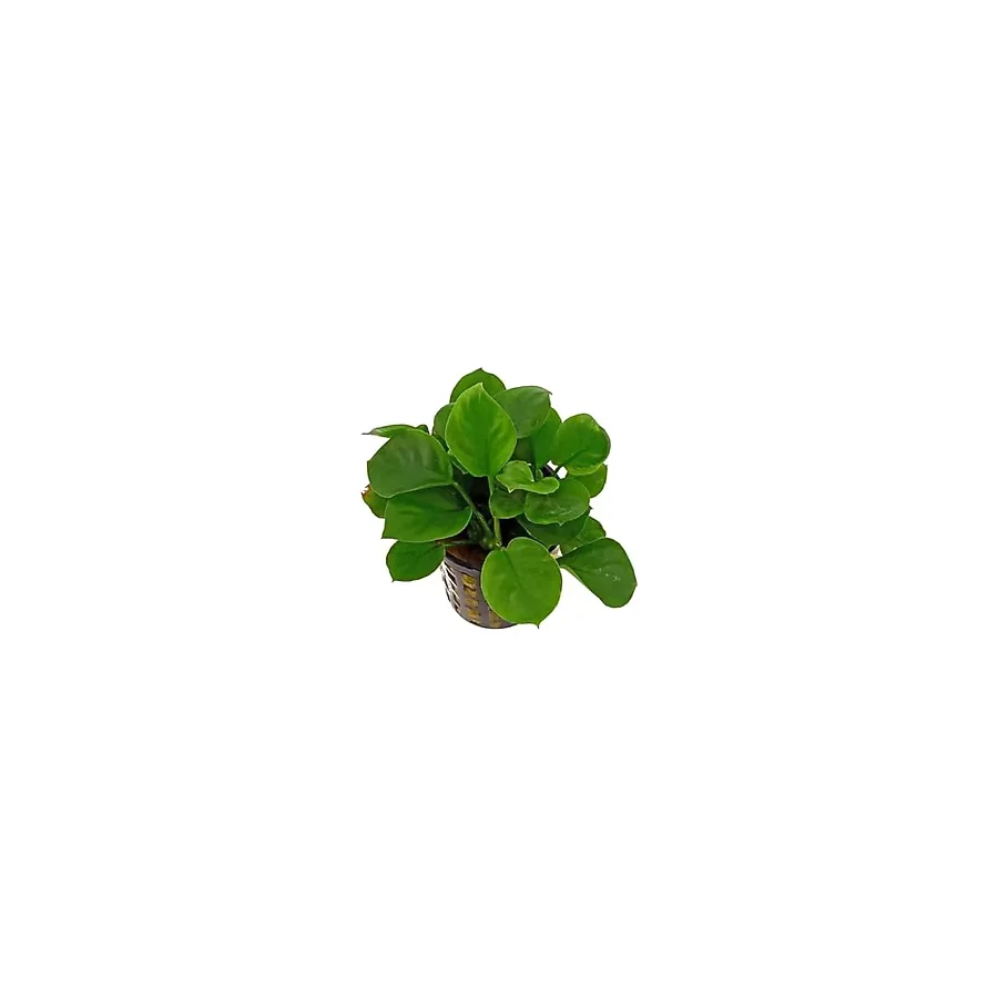 Anubias Barteri Round Golden Coin 5-6 Yapraklı Canlı Bitki