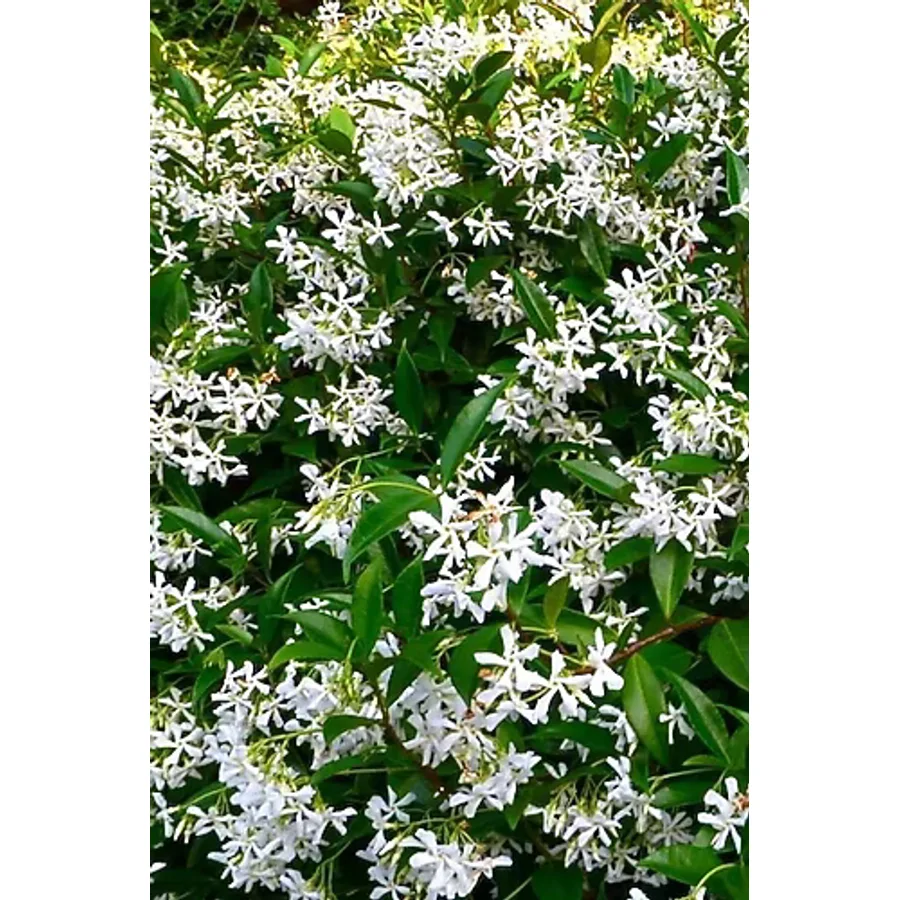 Arap Yasemini, Ful Yasemin , Sarmaşık Yasemin Fidanı 10-20 Cm