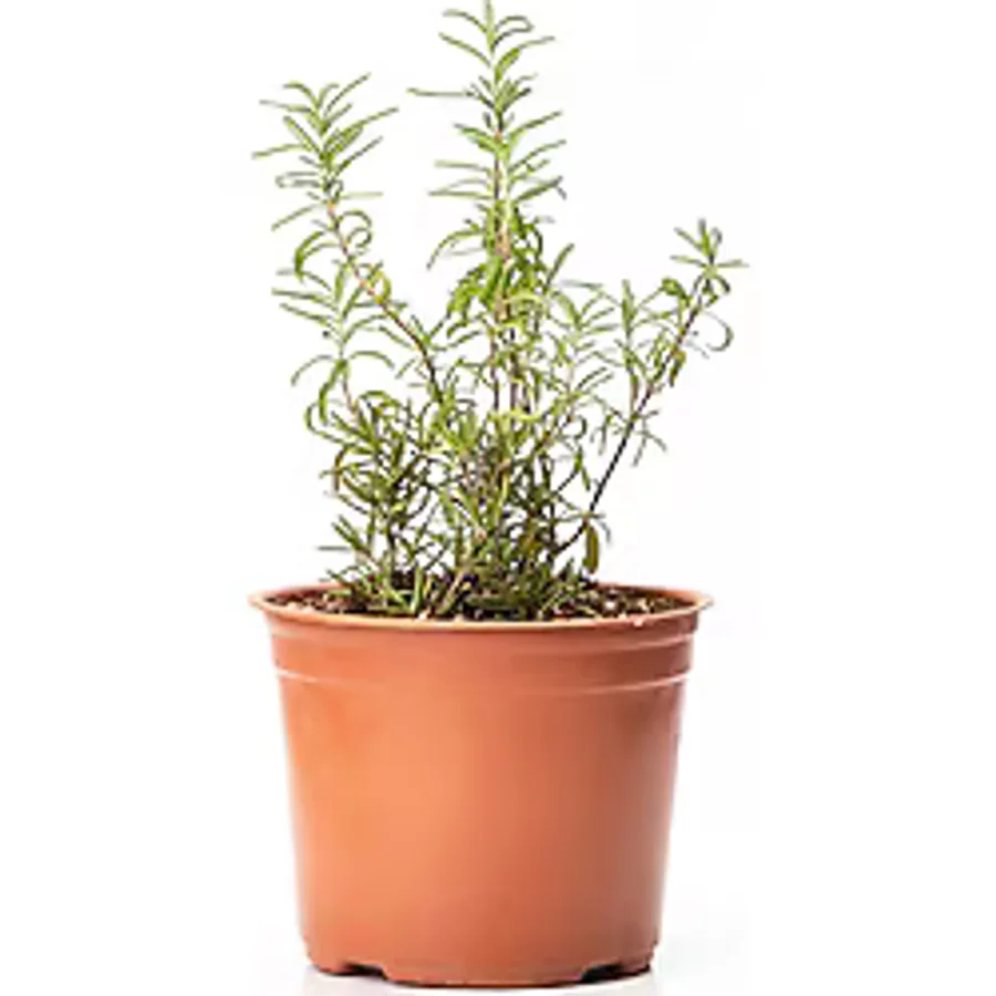 artemisiatıbbibitki Biberiye Fidesi Saksıda - 8 Cm'lik Saksı