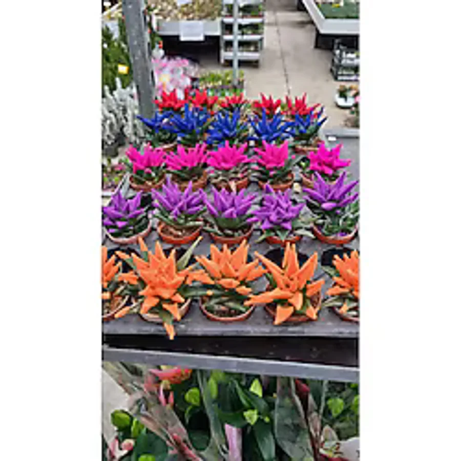 Asi renkli sukulent(3adet)