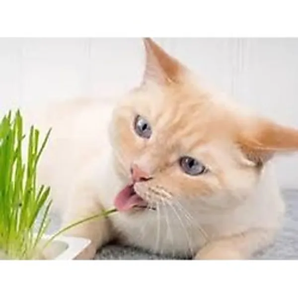 ata tohumculuk 100 Adet Tohum Kedi Çimi Tohumu