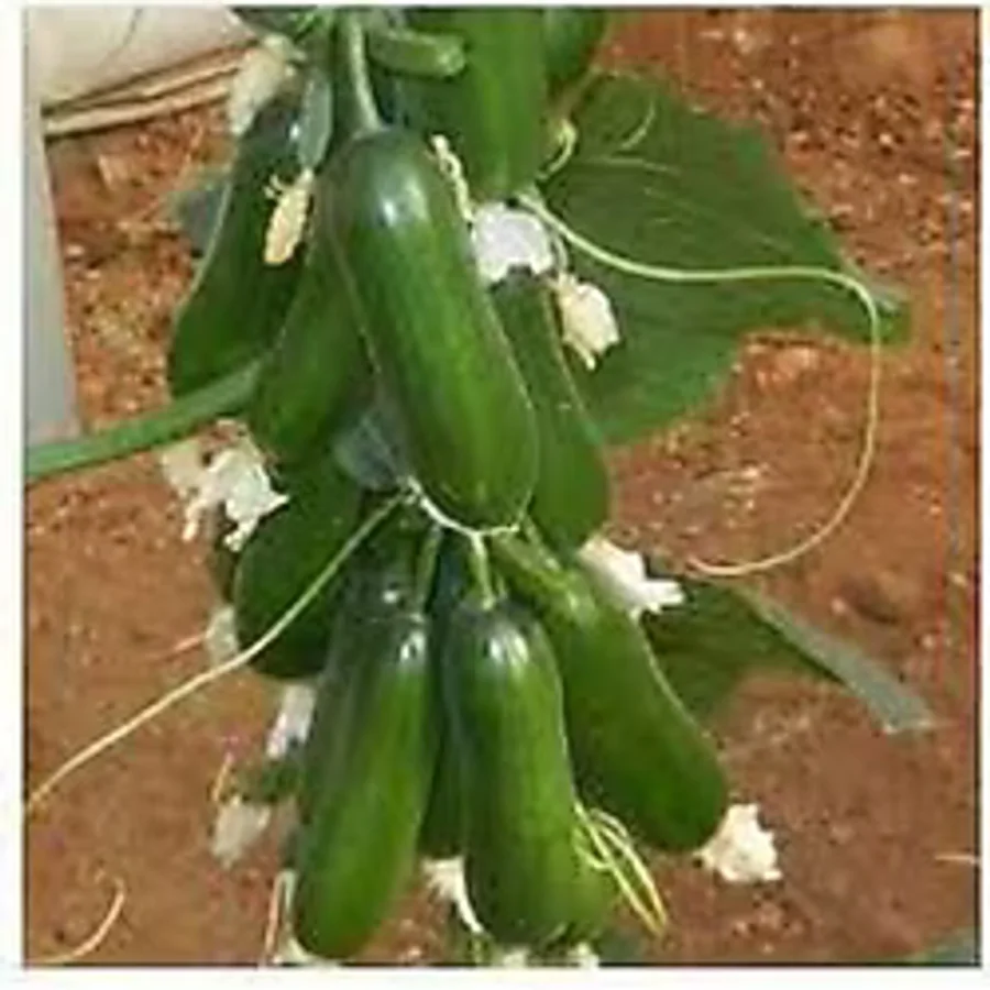 ata tohumculuk Tohum Yerli Çengelköy Salatalık Tohumu Mis Kokulu Erkenci Köy Salatalık Tohumu Sürpriz Tohum 30adet