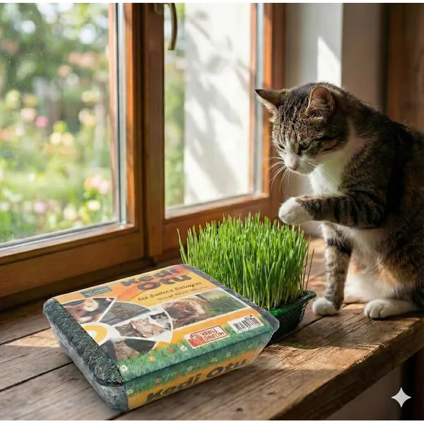 AyrStore Meraklı Bahçeci Kedi Çimi - Kedi Sindirim Sistemini Rahatlatıcı Sağlıklı Kedi Otu