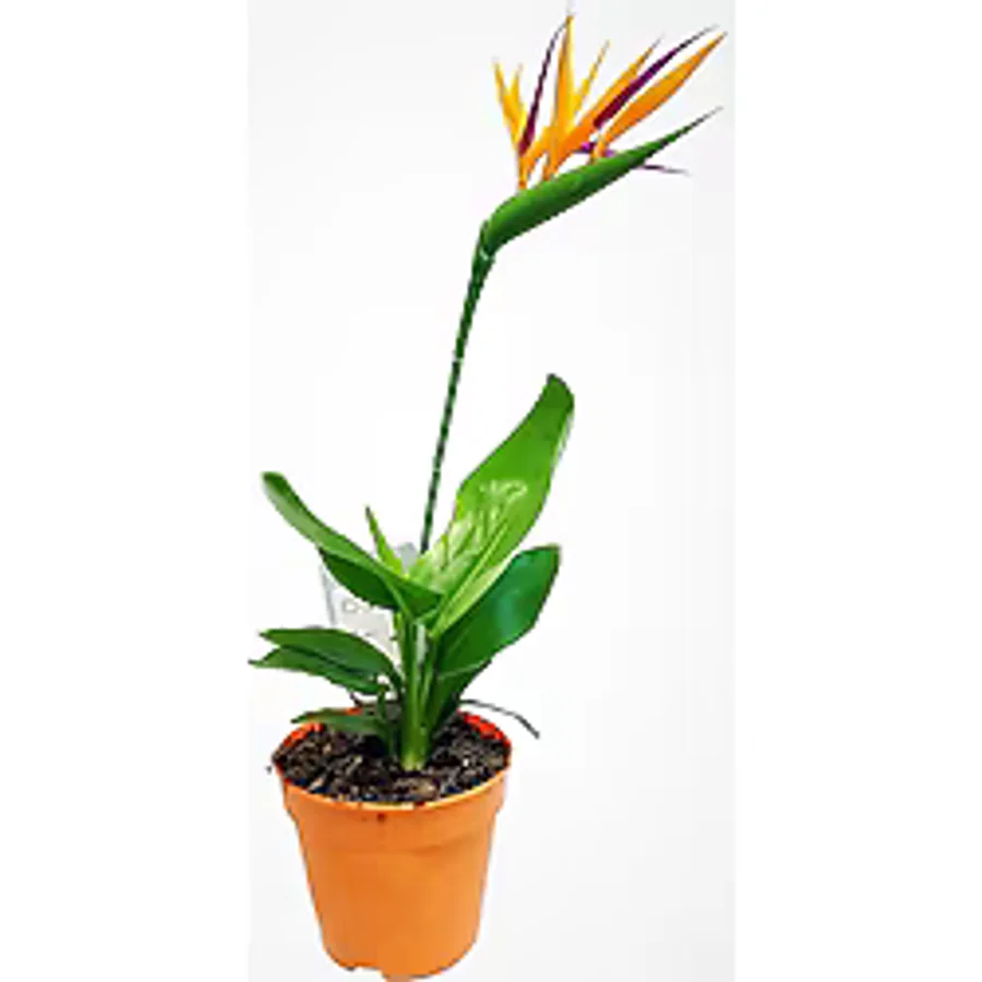 Aysima Çiçekevi Starliçe Regina Cennet Kuşu (strelitzia Reginae) Ithal Canlı Saksıda Ev Ofis Salon Bitkisi.