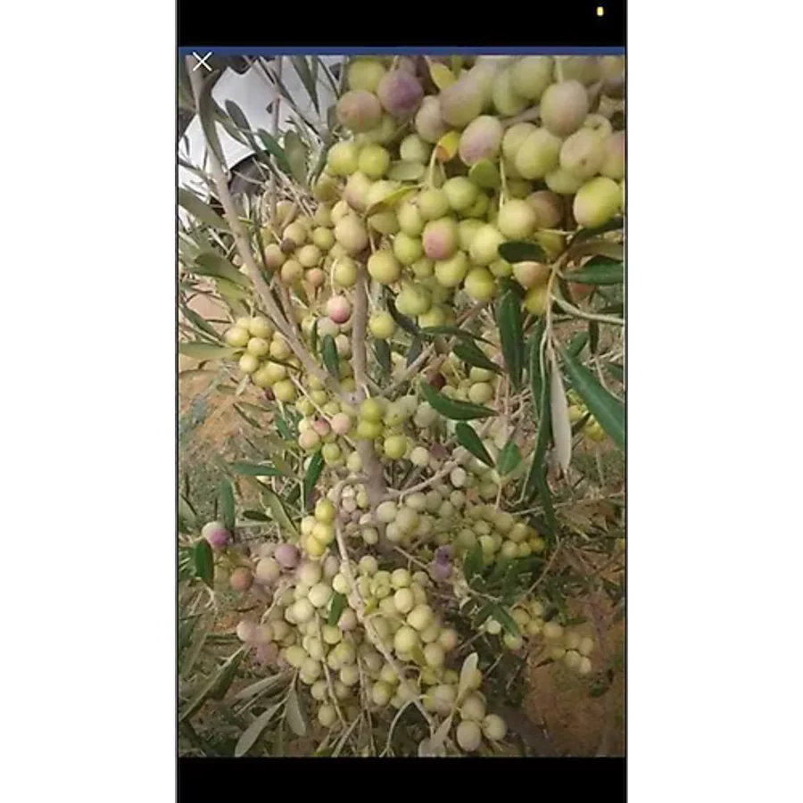 Bahçem 10 Adet Arbeguina Bodur Zeytin Fidanı Tüplü 2yaş
