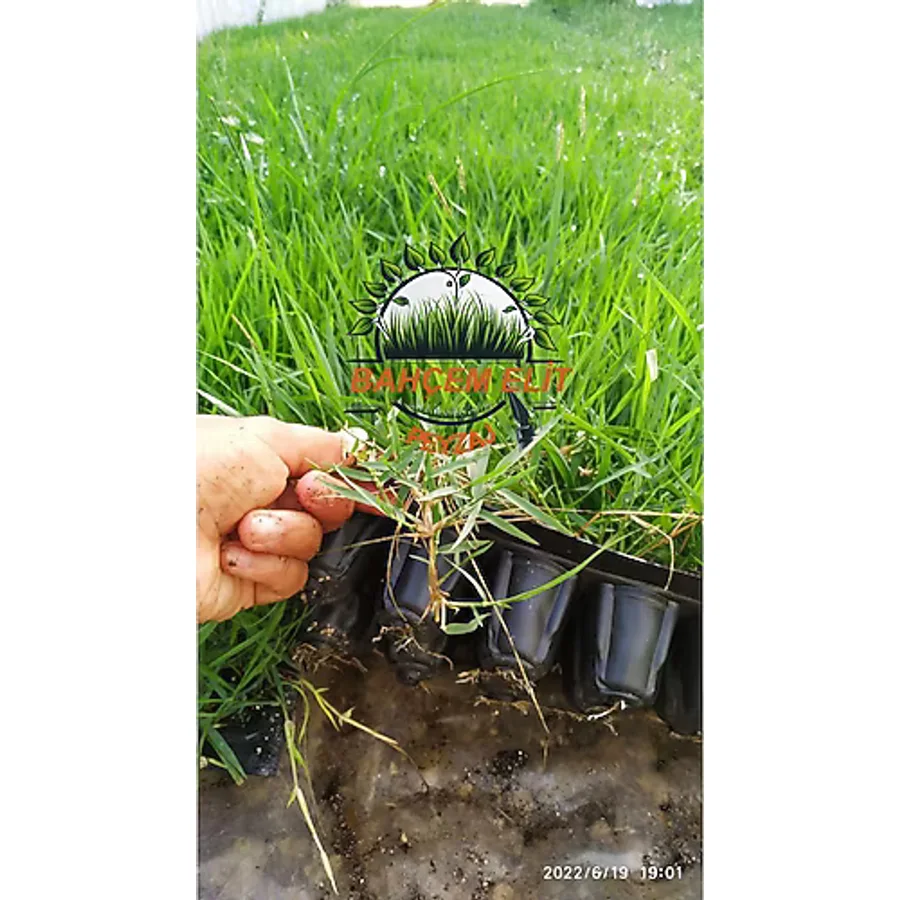 Bahçem Elit Zoysia Japonica Çim Fidesi 31.5 M2 İçin 504 Adet Fide (6 viol)