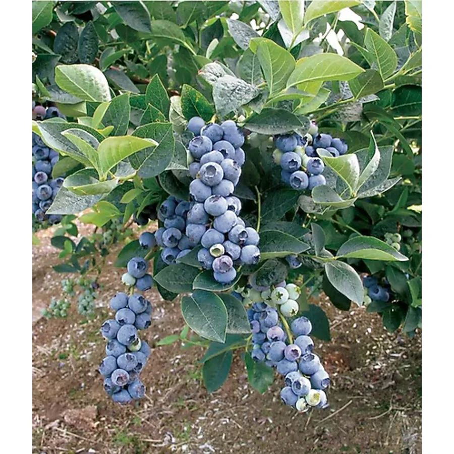 bahçevilya Yaban Mersini meyve fidanı[ Vaccinium myrtillus]
