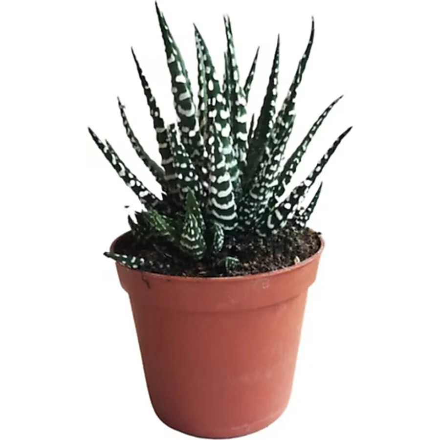 BARIŞ Kaktüs Sukulent Haworthia Fasciata Yılan Derisi Zebra