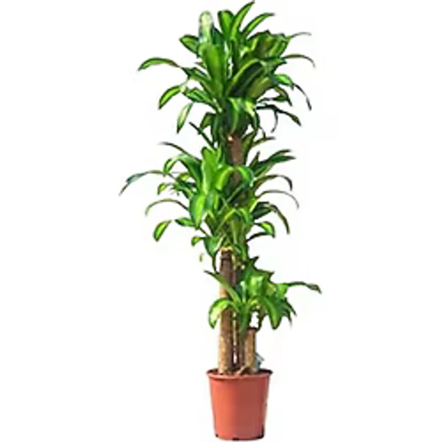 Berceste Peyzaj tasarım Massengena Dracaena 3 Kök 110 Massengeana Ev Bitkisi Ofis Bitkisi Salon Bitkisi 130cm.