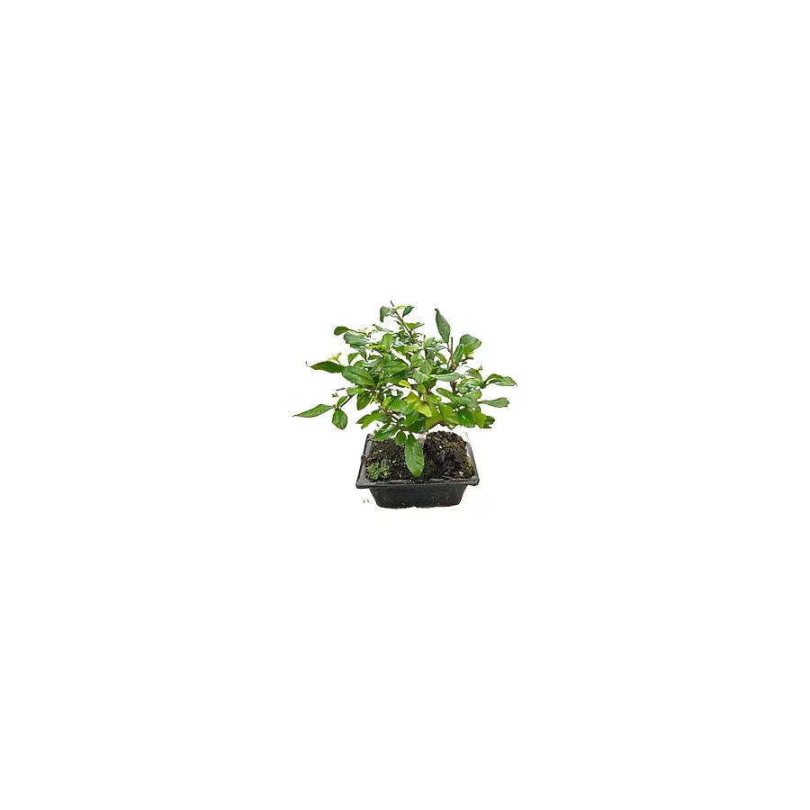 Betonish Bonsai - Carmona