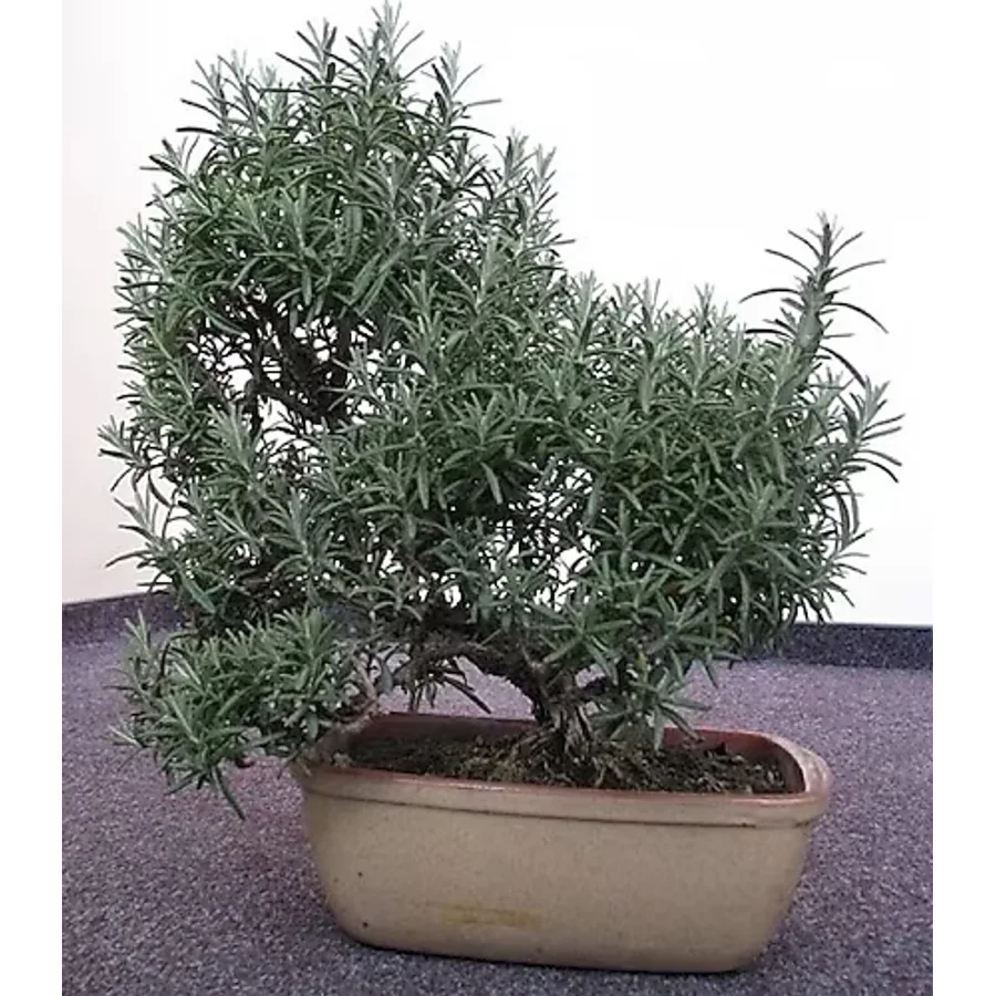 BİBERİYE BONSAİ AĞACI 10 TOHUM(SAKSI TOPRAK SETİ)