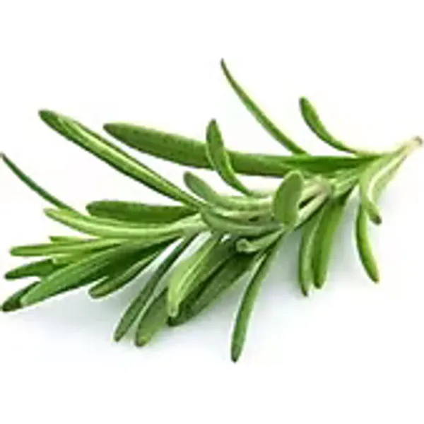 Biberiye Fide Fidanı 20-30 Cm Rosmarinus Officinalis 1 Adet