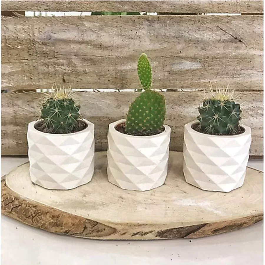 Big Craft Beyaz Beton Saksılık Kaktüs Ve Sukulentlik 3'lü Set