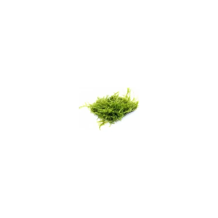 BIO AQUATIC Java Moss 5x5 Cm Akvaryum Zemin Ve Dekor Süsleme Bitkisi.