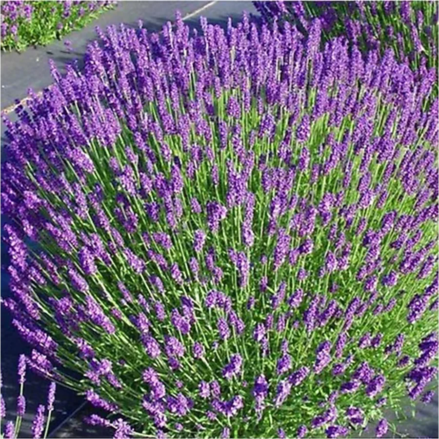 Bitki Dizayn Yoğun Kokulu Gerçek Lavanta Fidesi (lavandula Angustifolia) -2 Adet