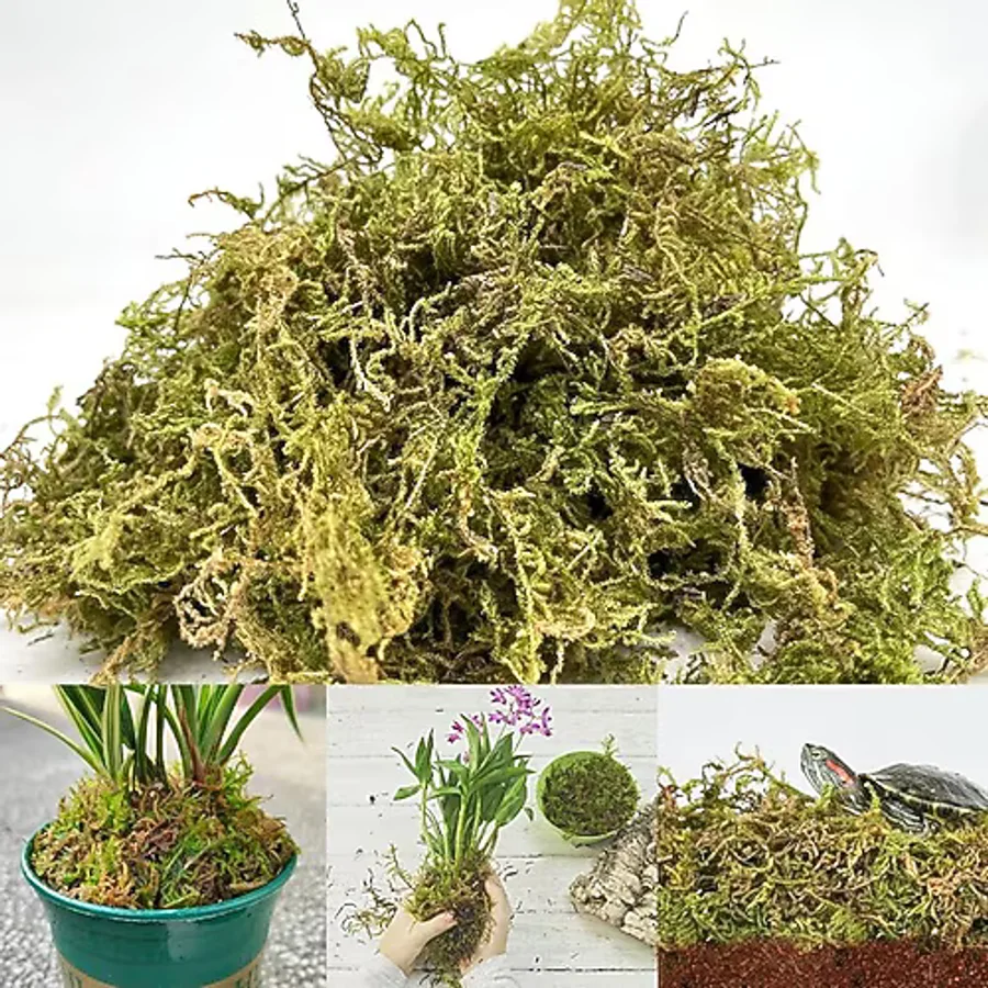 bitkicim Canlı Sphagnum Peat Moss 1lt. Orkide Toprağı (SPAGNUM YOSUNU) 1.kalite Yeşil