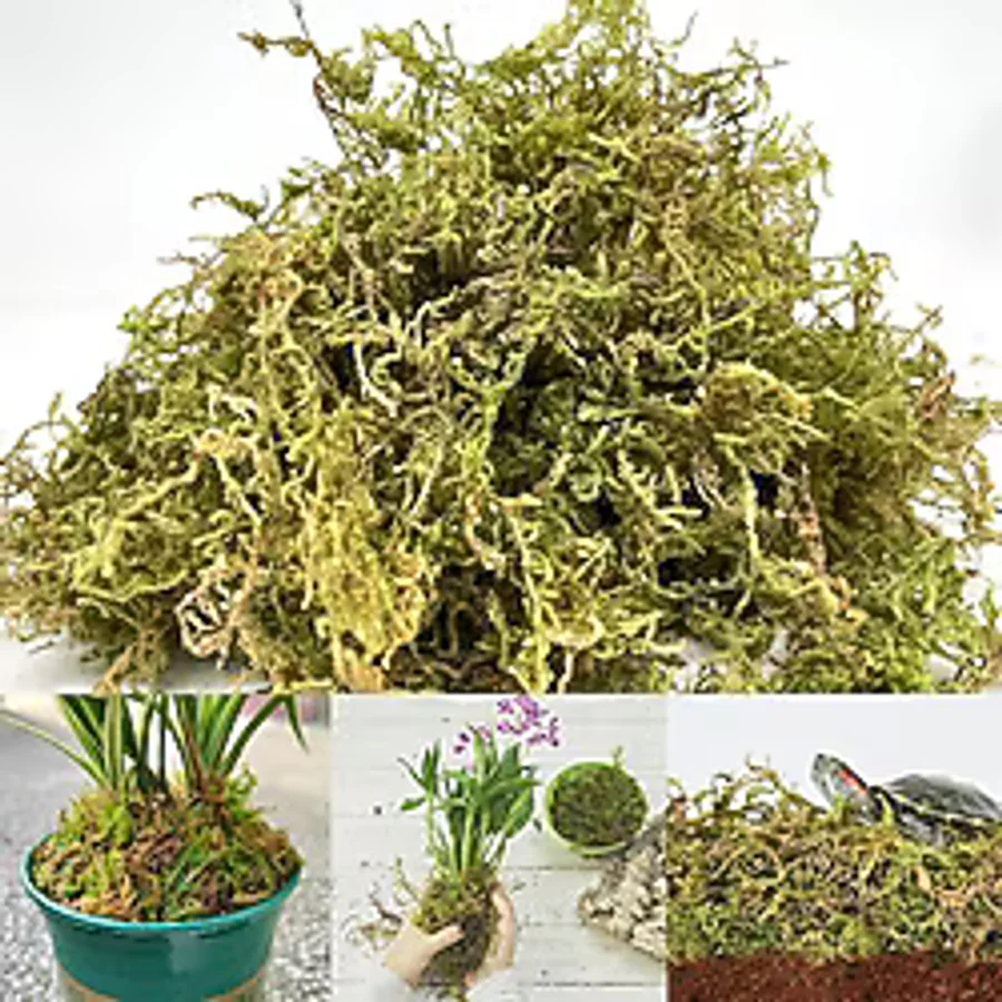 bitkicim Canlı Sphagnum Peat Moss 1lt. Orkide Toprağı (SPAGNUM YOSUNU) 1.kalite Yesil