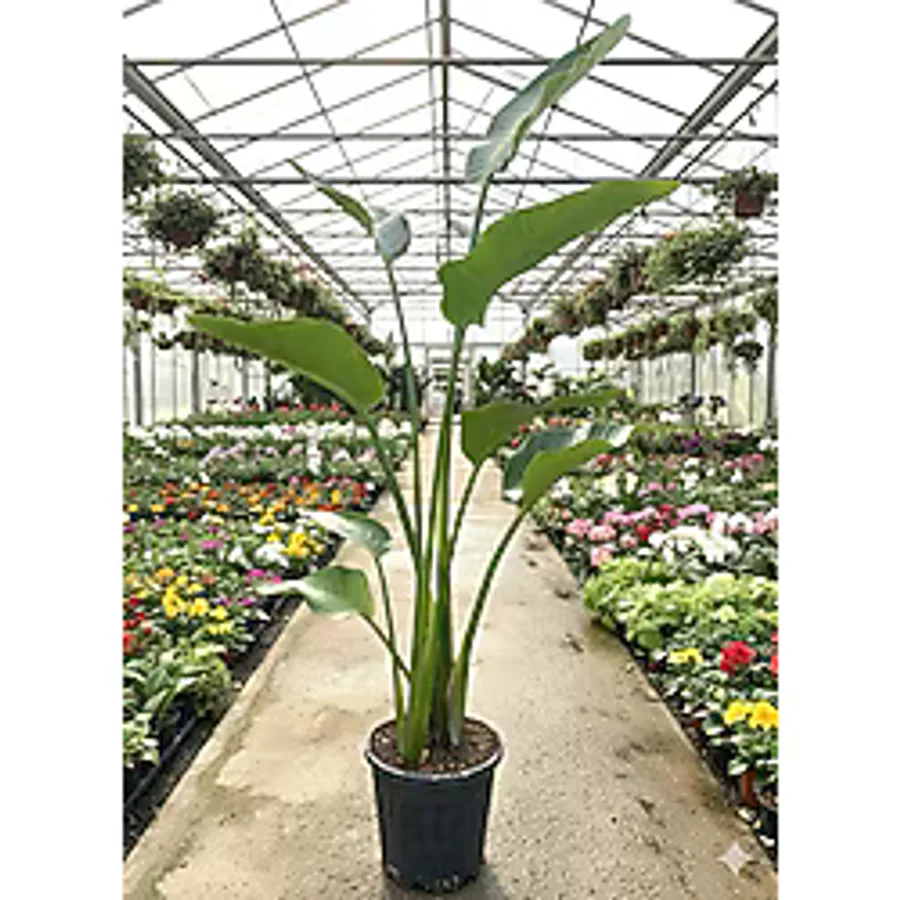 bitkidünyam Dev Starliçe (Beyaz Cennet Kuşu Çiçeği) 2 Köklü Strelitzia Nicolai 130 - 160 Cm