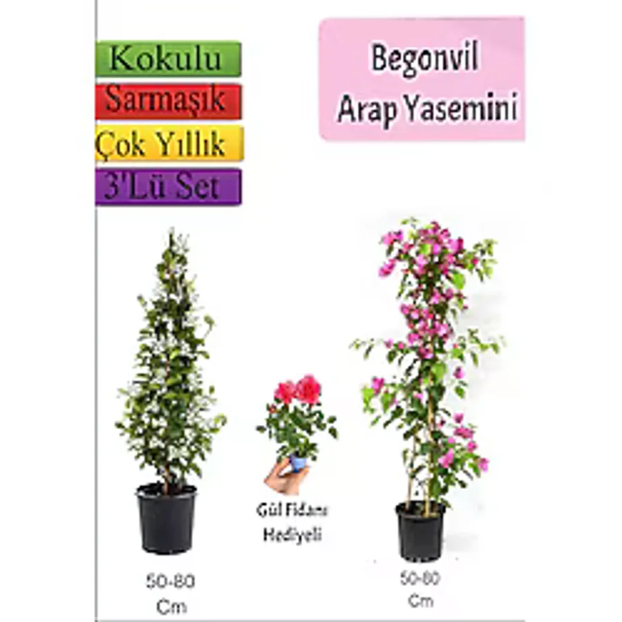 Bitkim Sende Arap Yasemini+ Pembe Begonvil+ Gül Fidanı Hediyeli