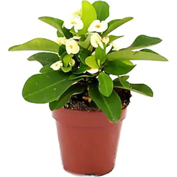 Bitkim Sende Euphorbia Milii Dikenler Tacı Çiçekli Kaktüs, 10 cm Saksı, Bitki Besini Hediyeli