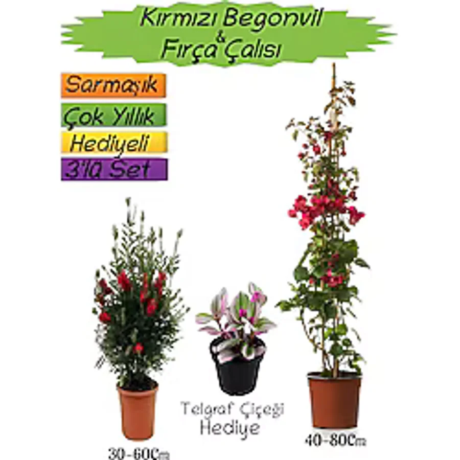 Bitkim Sende Kampanyalı Kırmızı Renk Begonvil Kırmızı Fırça Çalısı Buz Çiçeği 3'lü Peyzaj Seti