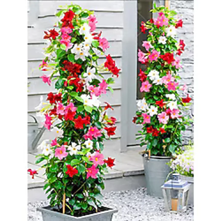 Bitkim Sende Karışık Renkli Mandevilla Sarmaşık Bitkisi 30-60 cm Pembe, Kırmızı ve Beyaz Çiçekli